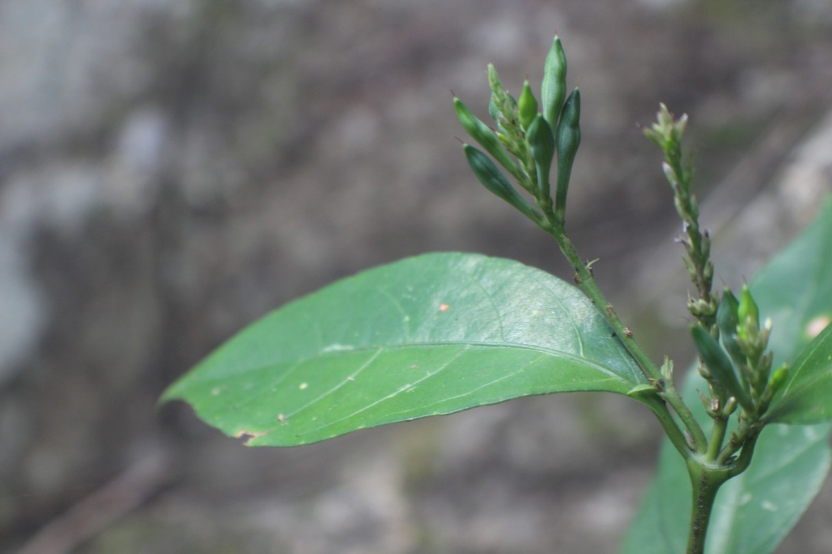 Pseuderanthemum latifolium (Vahl) B.Hansen